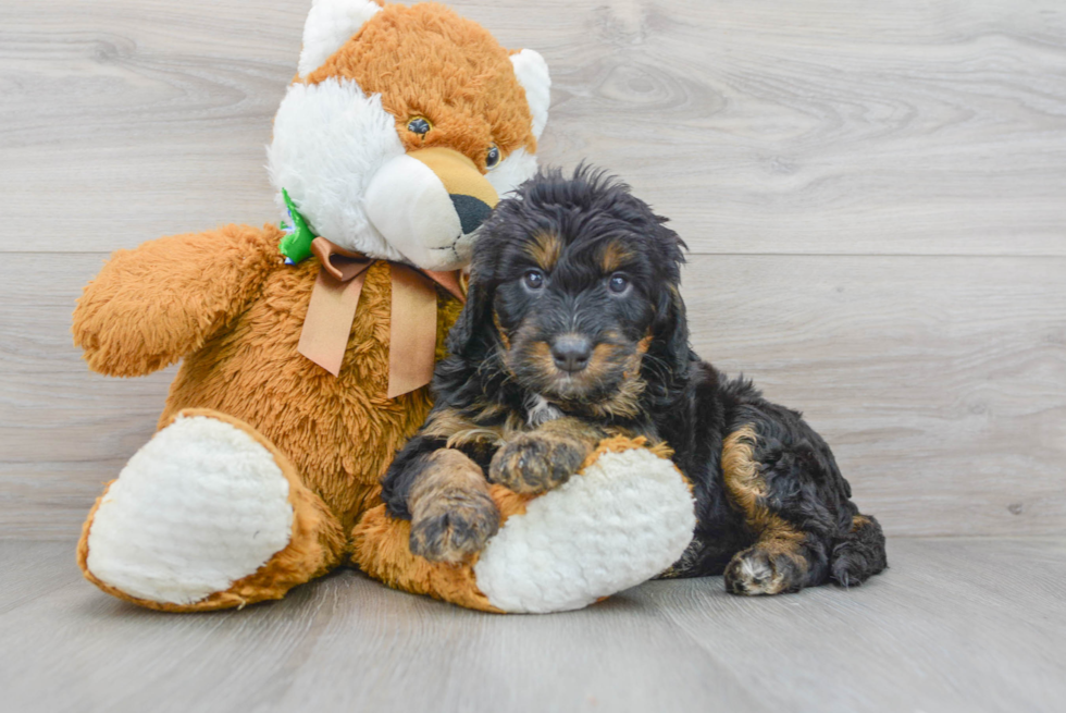 Adorable Bernadoodle Poodle Mix Puppy