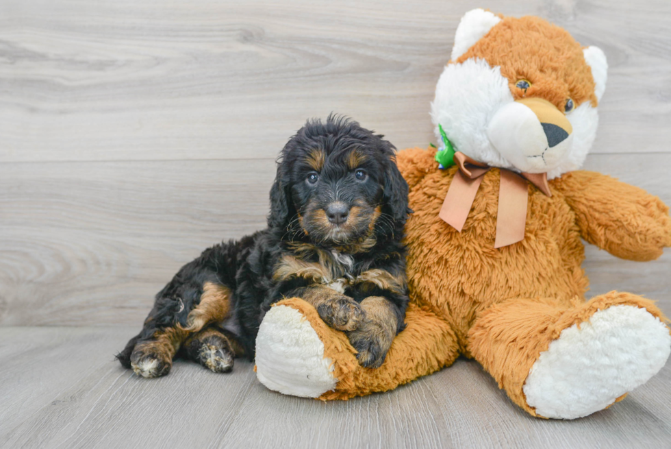 Funny Mini Bernedoodle Poodle Mix Pup