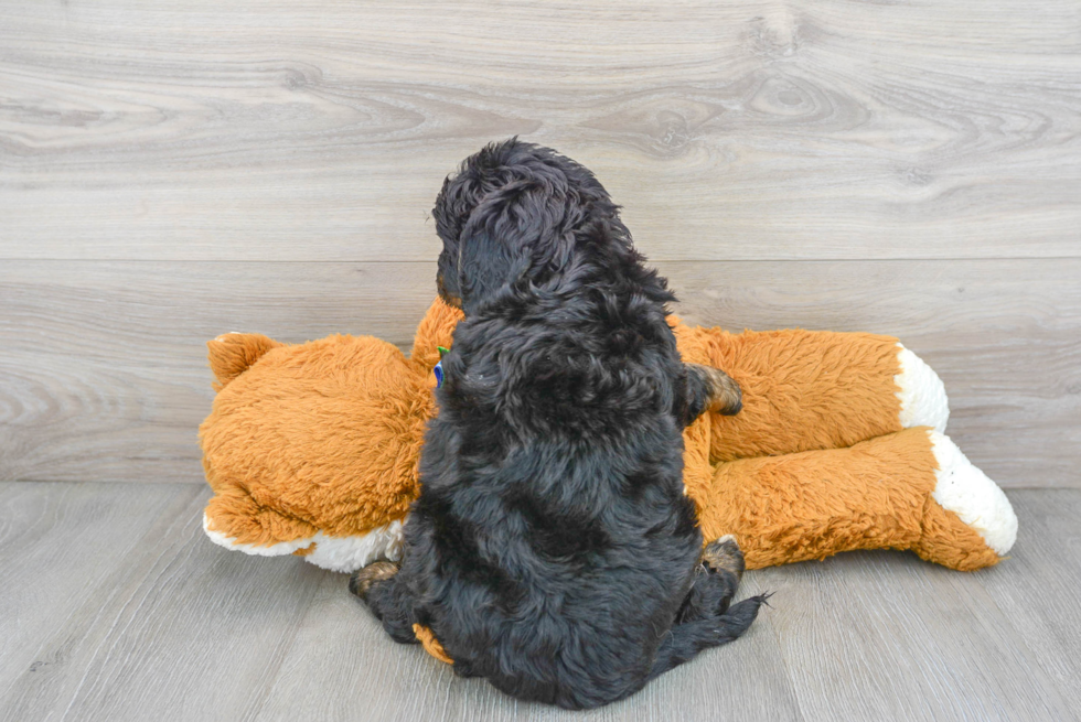 Mini Bernedoodle Pup Being Cute