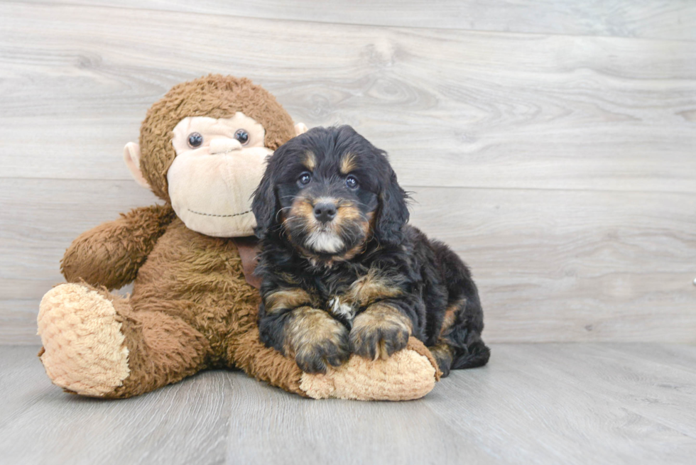 Best Mini Bernedoodle Baby