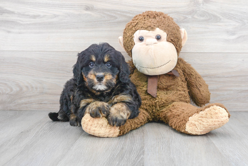 Mini Bernedoodle Pup Being Cute