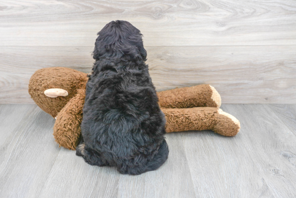 Playful Mini Berniedoodle Poodle Mix Puppy