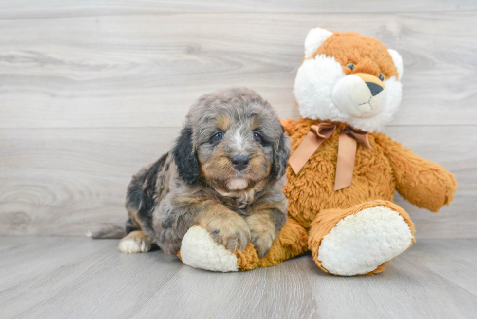 Hypoallergenic Mini Berniedoodle Poodle Mix Puppy