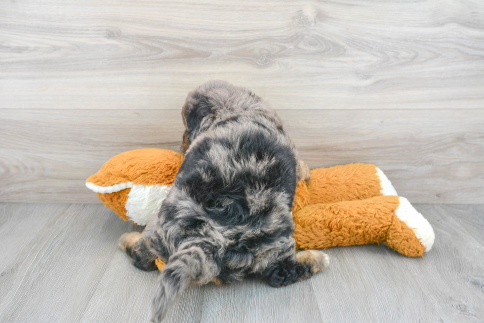 Little Bernadoodle Poodle Mix Puppy