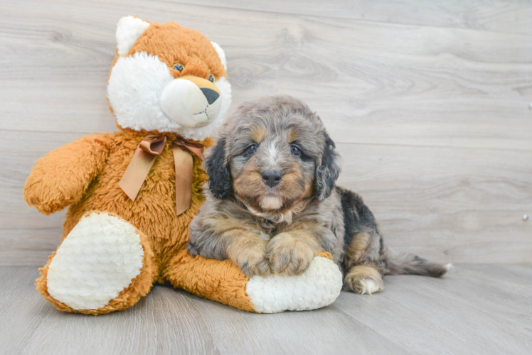 Mini Bernedoodle Pup Being Cute