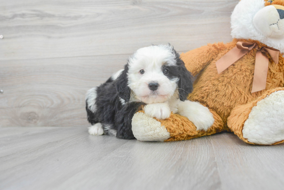 Small Mini Bernedoodle Baby