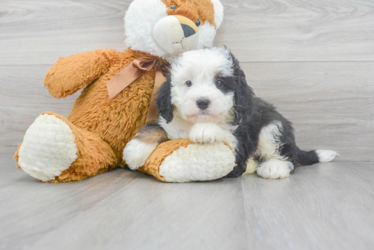 Best Mini Bernedoodle Baby