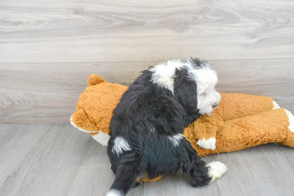 Mini Bernedoodle Puppy for Adoption