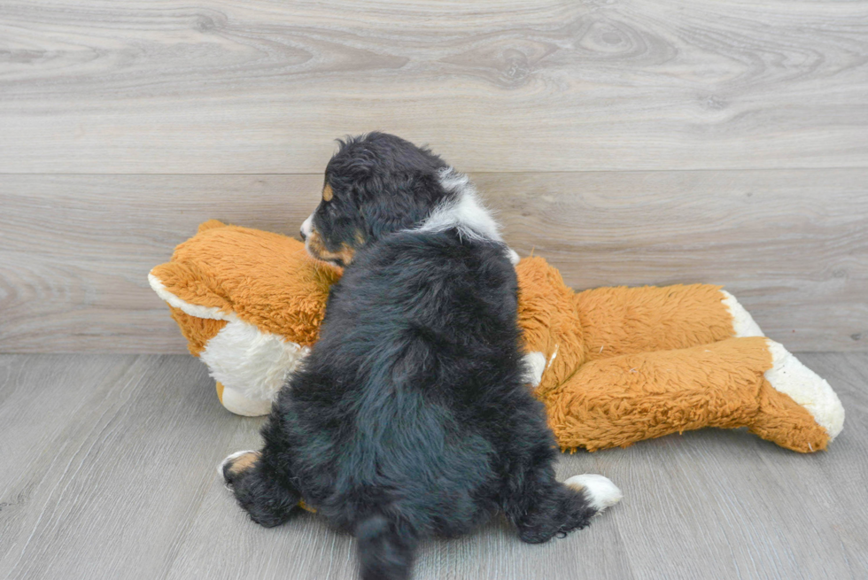 Friendly Mini Bernedoodle Baby