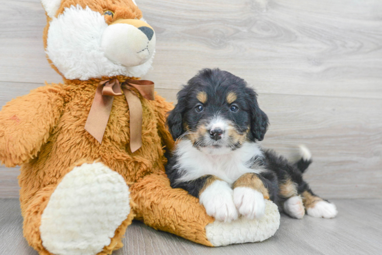 Best Mini Bernedoodle Baby