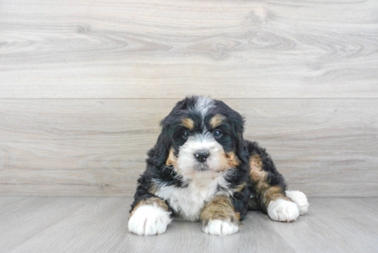 Friendly Mini Bernedoodle Baby