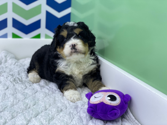 Best Mini Bernedoodle Baby