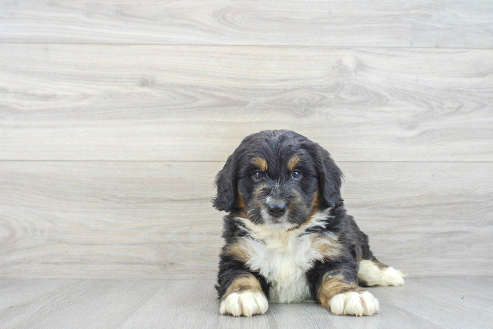 Mini Bernedoodle Pup Being Cute