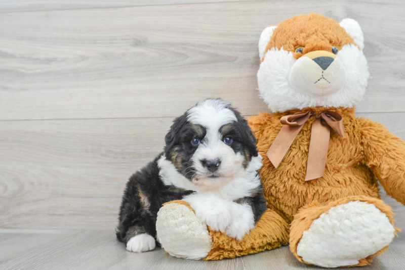 Meet Bernie - our Mini Bernedoodle Puppy Photo 1/4 - Premier Pups