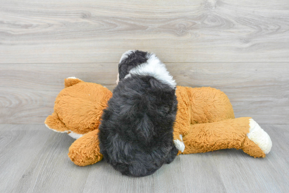 Friendly Mini Bernedoodle Baby
