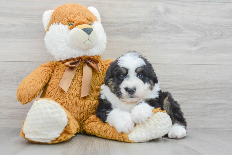 Friendly Mini Bernedoodle Baby
