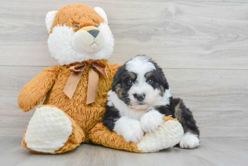 Meet Bernie - our Mini Bernedoodle Puppy Photo 3/4 - Premier Pups