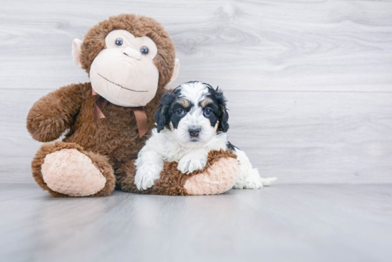 Best Mini Bernedoodle Baby