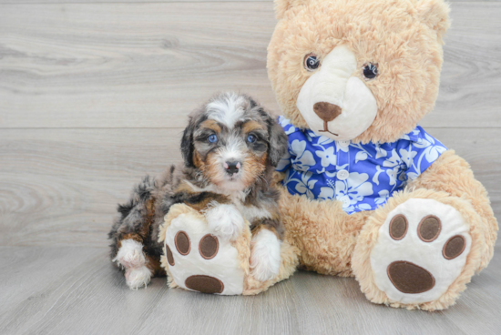 Mini Bernedoodle Puppy for Adoption