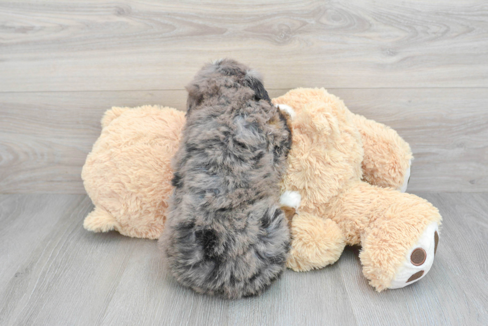 Popular Mini Bernedoodle Poodle Mix Pup