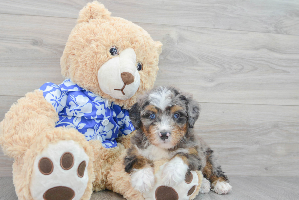 Funny Mini Bernedoodle Poodle Mix Pup