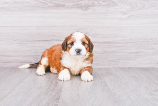 Popular Mini Bernedoodle Poodle Mix Pup