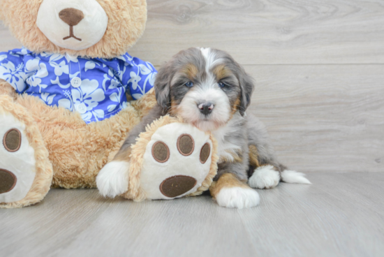 Friendly Mini Bernedoodle Baby