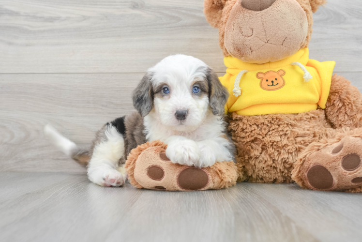 Playful Bernadoodle Poodle Mix Puppy