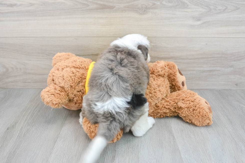 Mini Bernedoodle Pup Being Cute