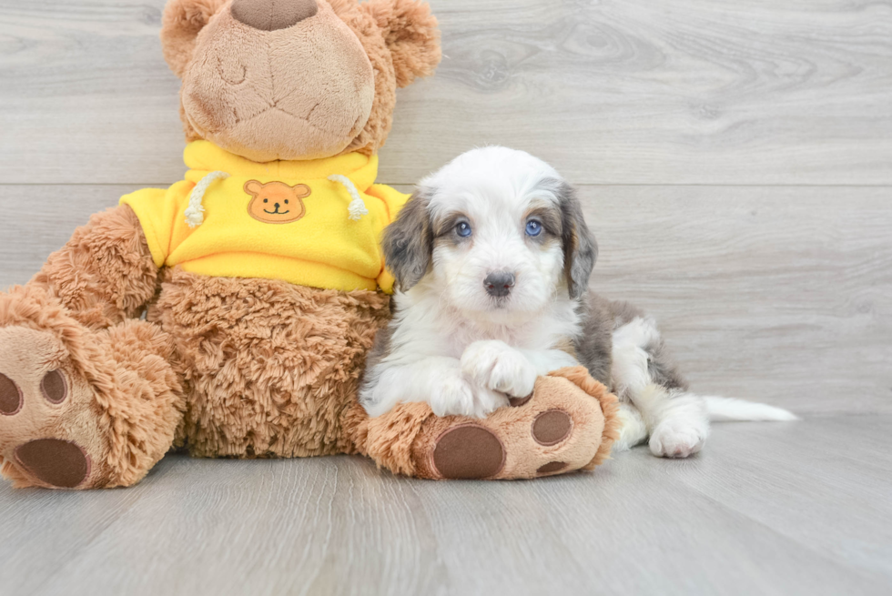 Mini Bernedoodle Puppy for Adoption