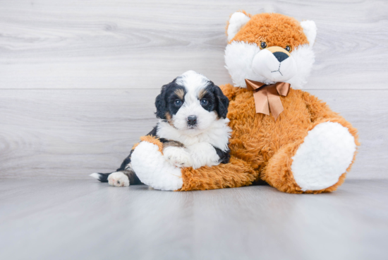 Sweet Mini Bernedoodle Baby