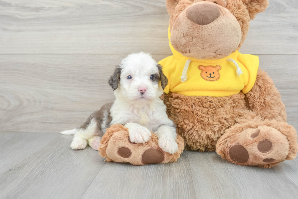 Petite Mini Bernedoodle Poodle Mix Pup