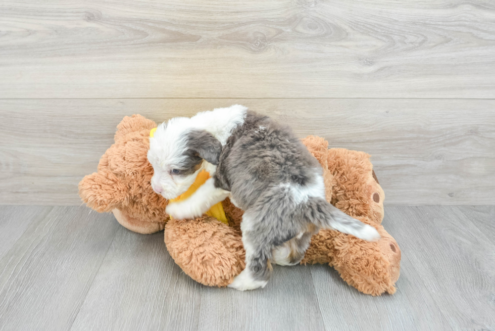 Little Bernadoodle Poodle Mix Puppy