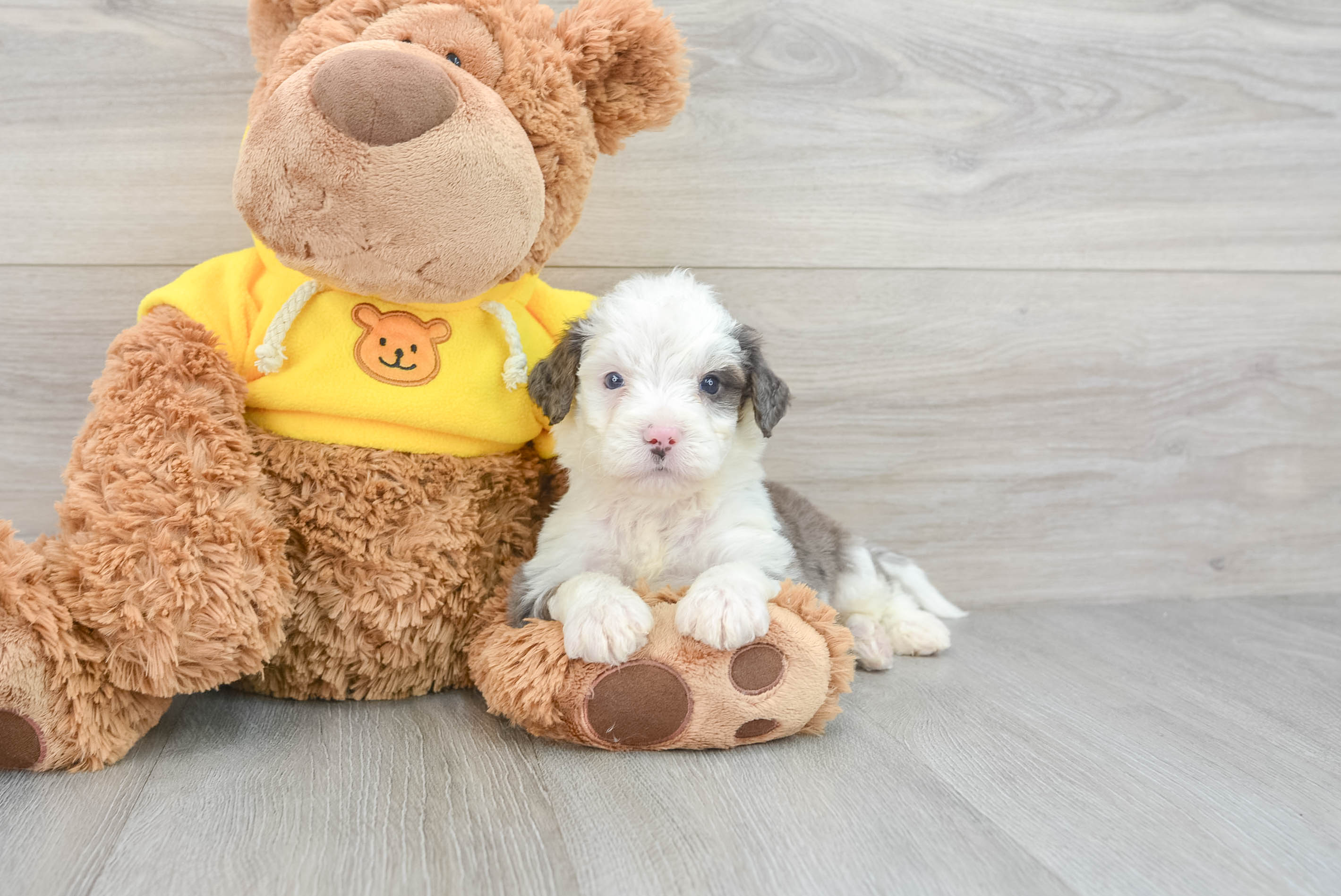 Mini Bernedoodle Pup Being Cute