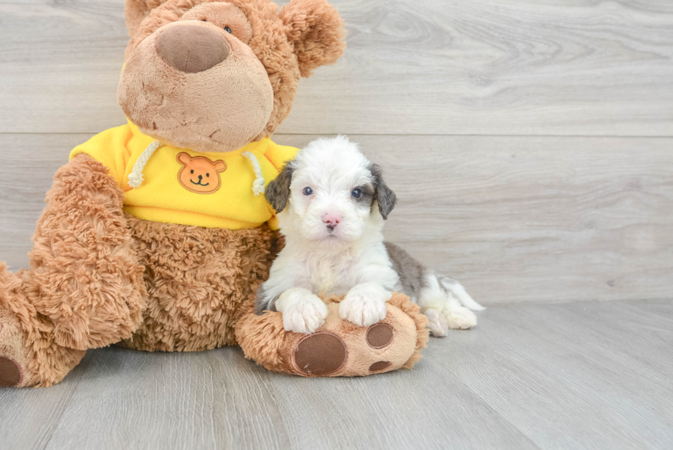 Mini Bernedoodle Pup Being Cute