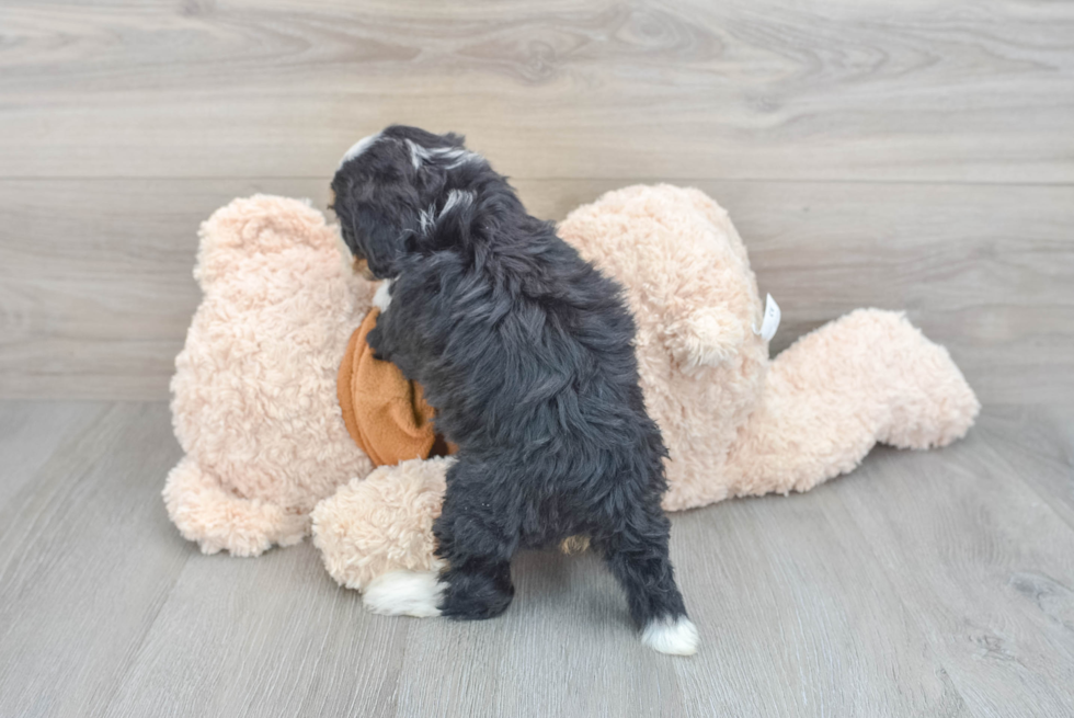 Mini Bernedoodle Pup Being Cute