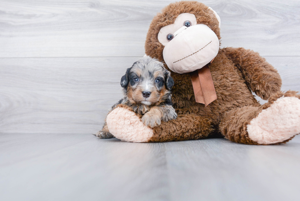 Best Mini Bernedoodle Baby