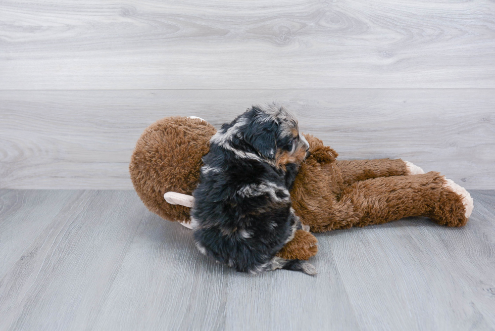 Mini Bernedoodle Puppy for Adoption