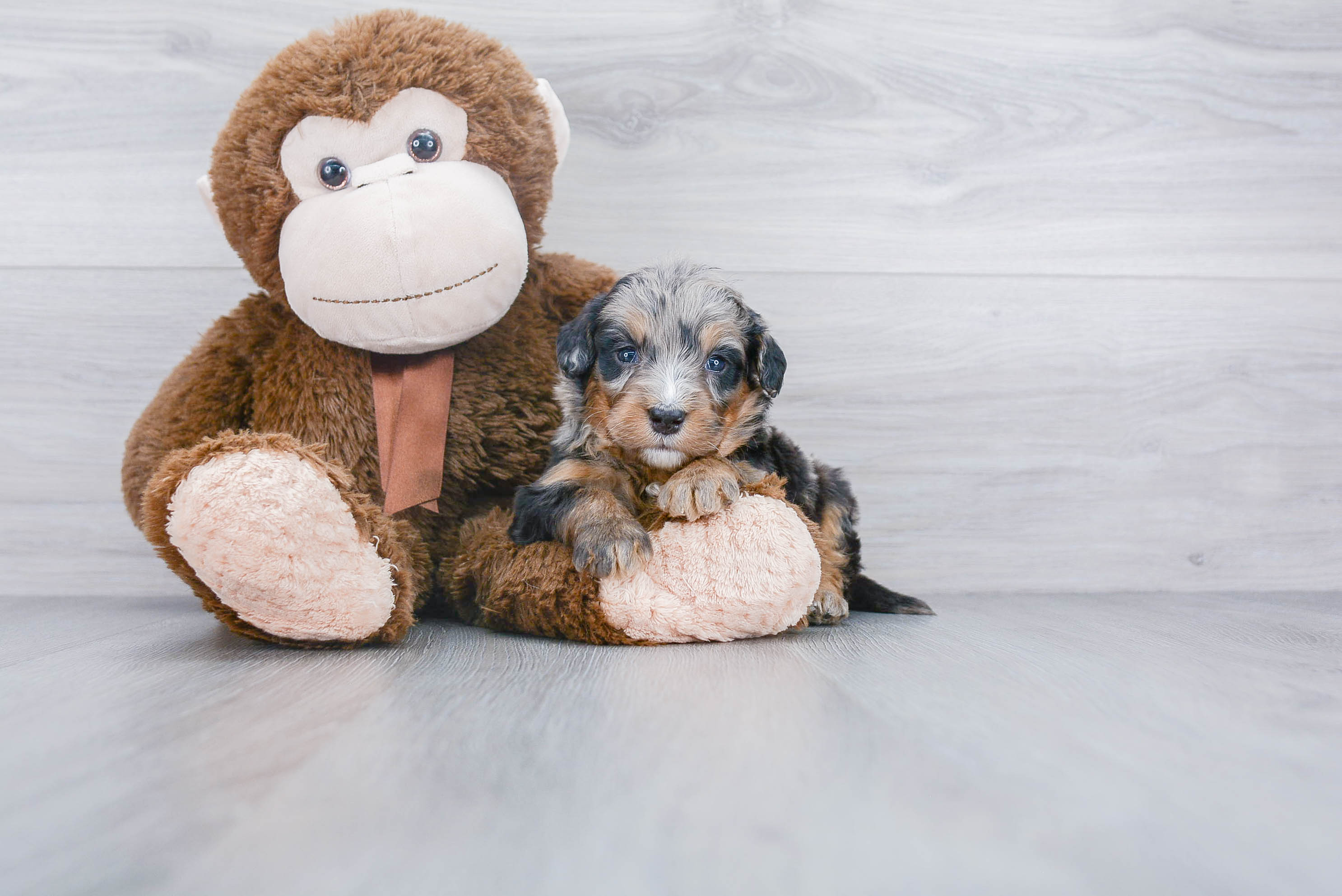 Best Mini Bernedoodle Baby