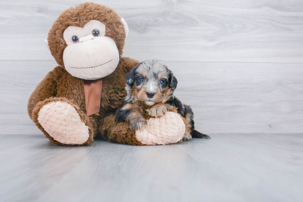 Best Mini Bernedoodle Baby