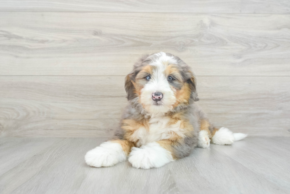 Best Mini Bernedoodle Baby
