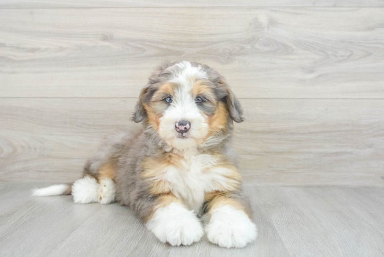 Adorable Bernadoodle Poodle Mix Puppy