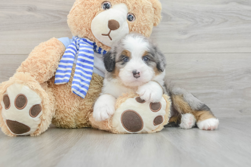 Mini Bernedoodle Pup Being Cute