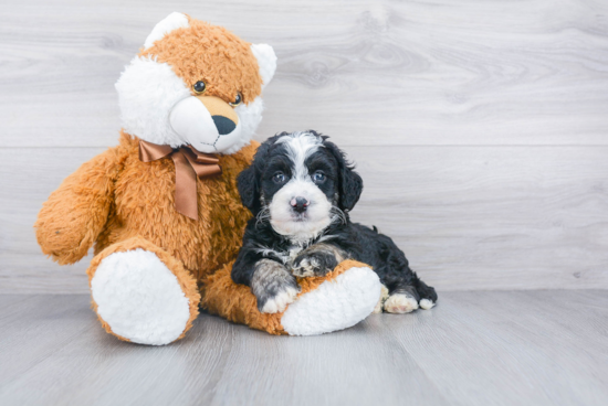 Fluffy Mini Bernedoodle Poodle Mix Pup