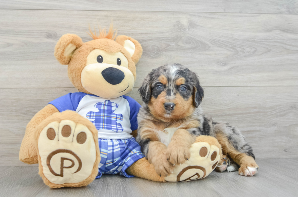 5 week old Mini Bernedoodle Puppy For Sale - Premier Pups