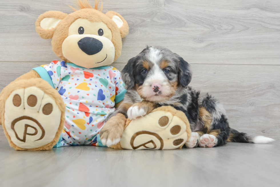 Funny Mini Bernedoodle Poodle Mix Pup