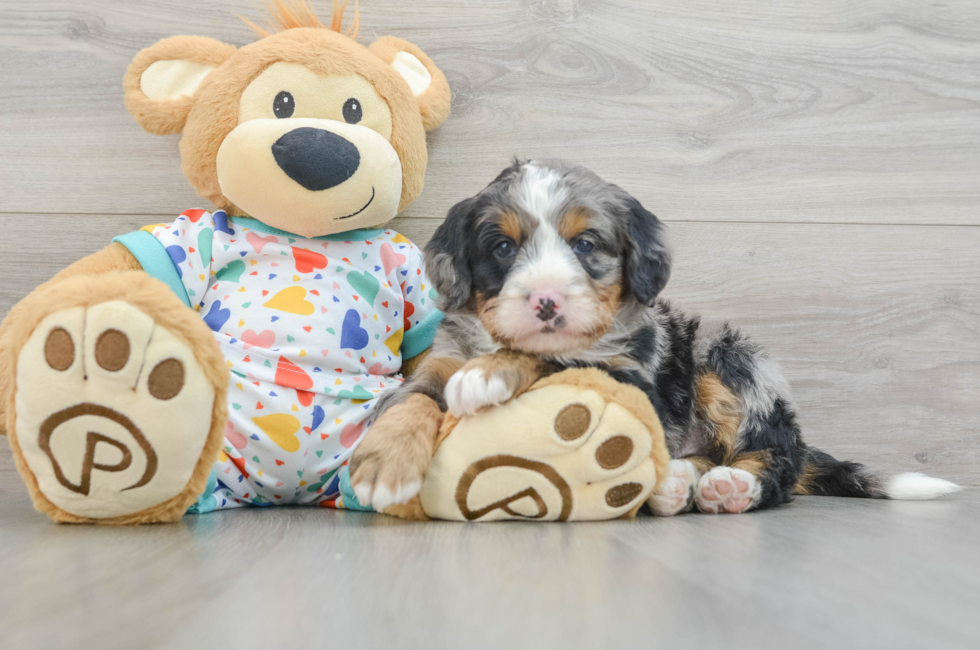 6 week old Mini Bernedoodle Puppy For Sale - Premier Pups