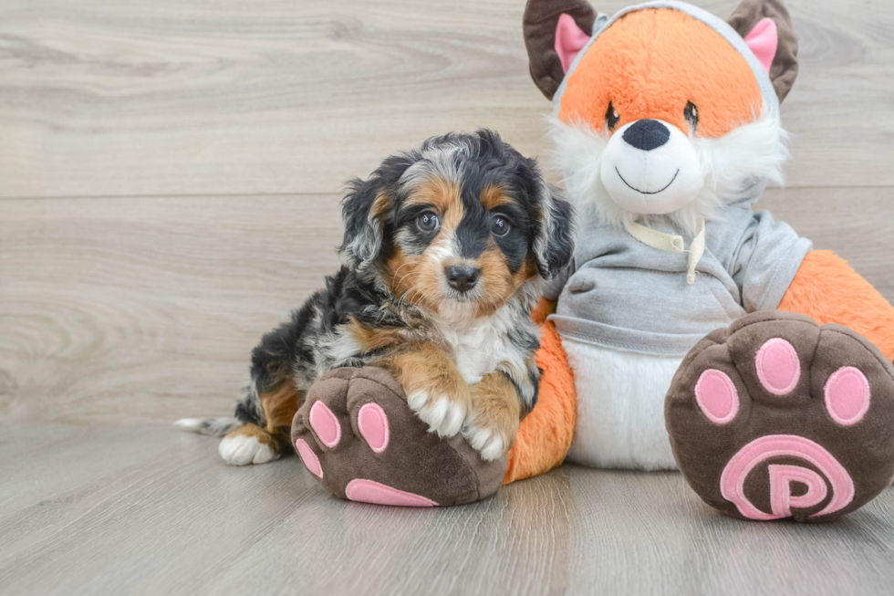 Best Mini Bernedoodle Baby