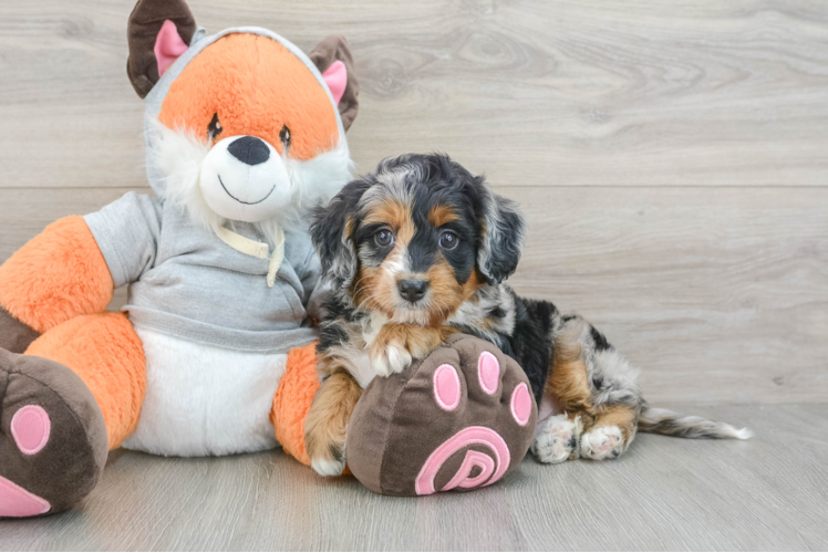 Hypoallergenic Mini Bernepoo Poodle Mix Puppy