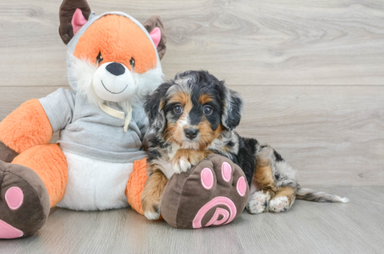 Hypoallergenic Mini Bernepoo Poodle Mix Puppy